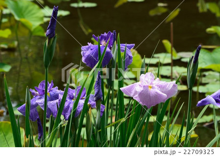 観修寺の花菖蒲 観修寺の花菖蒲 22709325