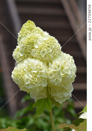 カシワバアジサイ(柏葉紫陽花) カシワバアジサイ(柏葉紫陽花) 22709656