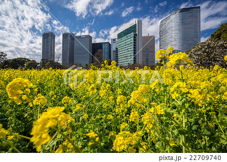 浜離宮恩賜庭園 菜の花畑の写真素材