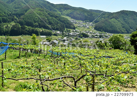 松本市山辺のぶどう畑の風景 松本市山辺のぶどう畑の風景 22709975