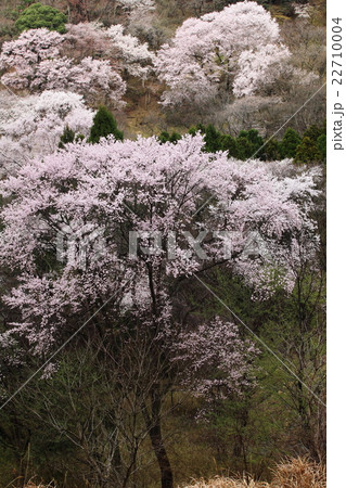 黒川桜の森 22710004
