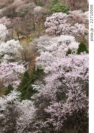 黒川桜の森 22710006