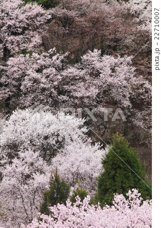 黒川桜の森 22710007