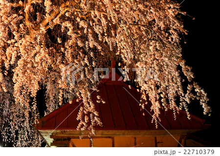 高山村の夜桜 22710379