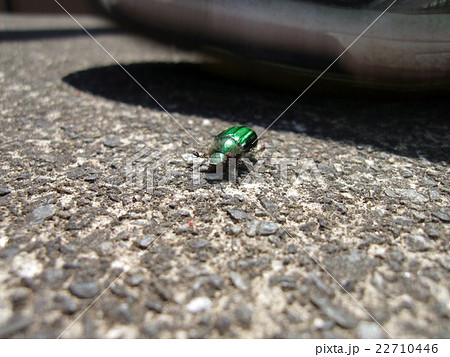 ヒラタアオコガネ ヒラタアオコガネ 22710446