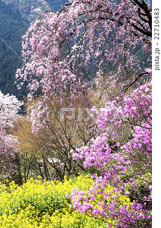 花の御寺　龍珠院 22710483