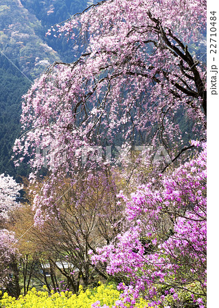 花の御寺　龍珠院 22710484