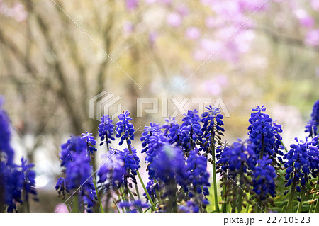 花の御寺　龍珠院 22710523