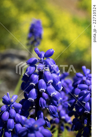 花の御寺　龍珠院 22710524