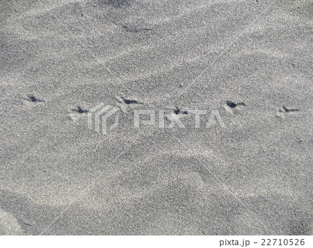 砂浜に残るカモメの足跡 22710526