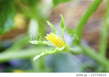 きゅうりの花 22710618