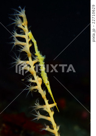 トガリモエビ トガリモエビ 22710629