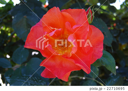 プリンセス ミチコ プリンセス ミチコ 22710695