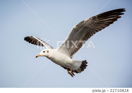 flying seagull 22710828