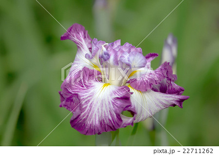 花菖蒲 花菖蒲 22711262