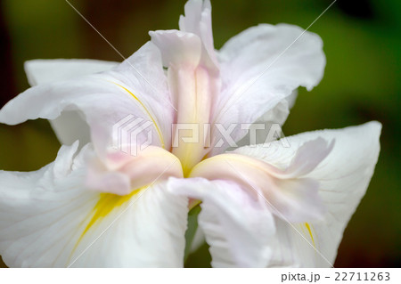 花菖蒲 22711263