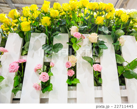 Roses behind the fence 22711445