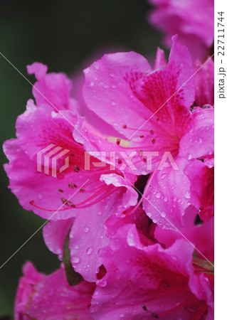 雨に濡れたツツジの花 22711744