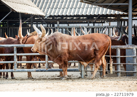 big gaur 22711979