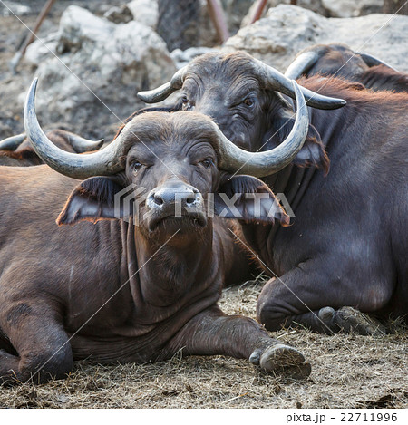 big gaur 22711996