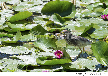 睡蓮とアカガシラサギ 22712133
