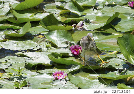 睡蓮とアカガシラサギ 22712134