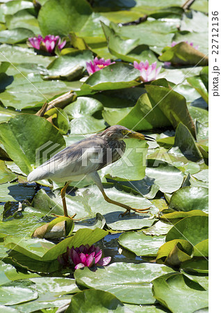 睡蓮とアカガシラサギ 22712136