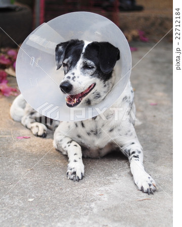 sick injured old dalmatian dog protective collar sick injured old dalmatian dog protective collar 22712184