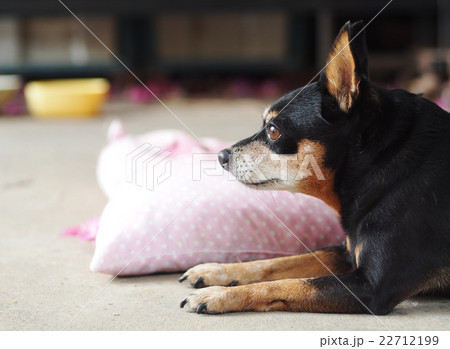 cute black fat lovely miniature pinscher dog cute black fat lovely miniature pinscher dog 22712199