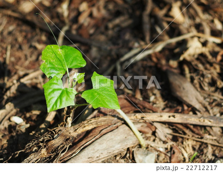 young green little plants growing after rainy week 22712217