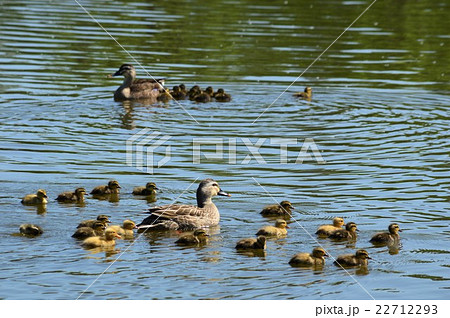 カルガモの親子が池で遊泳中 22712293