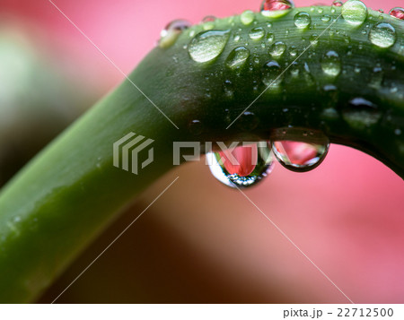 アマリリス 22712500