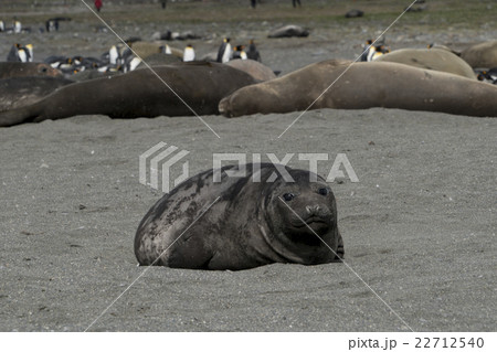 サウスジョージア島のミナミゾウアザラシの子供 サウスジョージア島のミナミゾウアザラシの子供 22712540