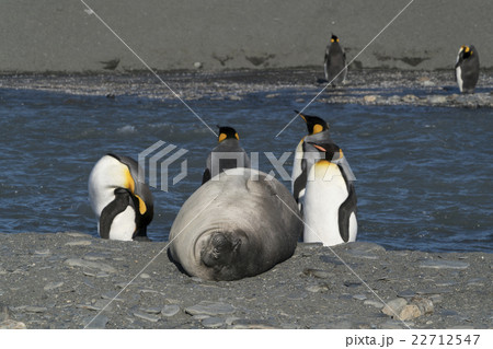 ミナミゾウアザラシの子供とキングペンギンの写真素材