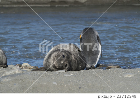ミナミゾウアザラシの子供とキングペンギン ミナミゾウアザラシの子供とキングペンギン 22712549