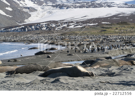 ミナミゾウアザラシのハレム ミナミゾウアザラシのハレム 22712556