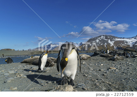 サウスジョージア島セントアンドリュース湾のキングペンギン サウスジョージア島セントアンドリュース湾のキングペンギン 22712559