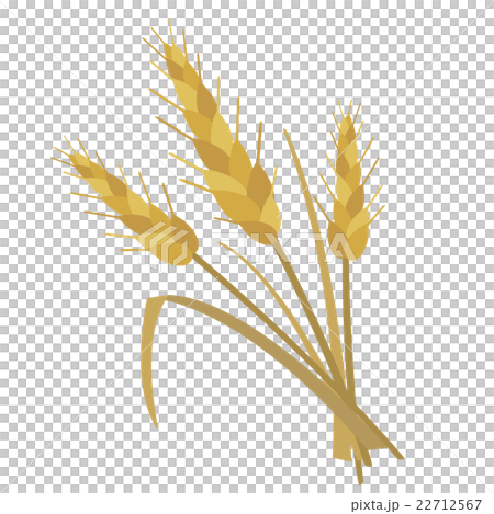 Wheat illustration Wheat illustration 22712567