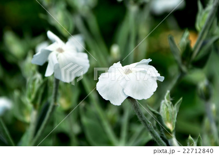 スイセンノウ スイセンノウ 22712840