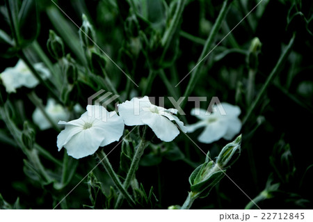 スイセンノウ 22712845