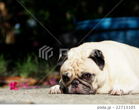 lovely happy white fat cute pug in home garden lovely happy white fat cute pug in home garden 22713105