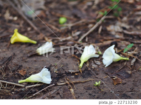 Lucky Nut flower in orange white yellow falling 22713230