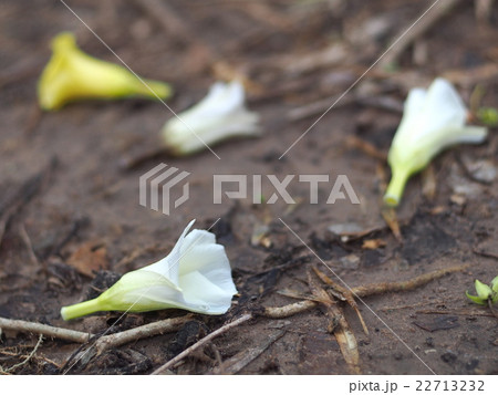 Lucky Nut flower in orange white yellow falling 22713232