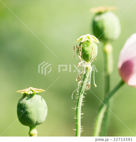 Flowers for your design Flowers for your design 22713391