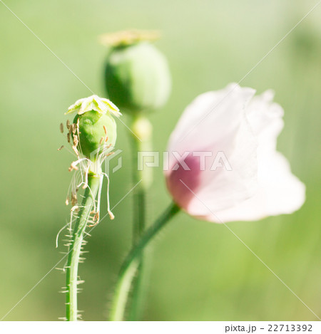 Flowers for your design Flowers for your design 22713392