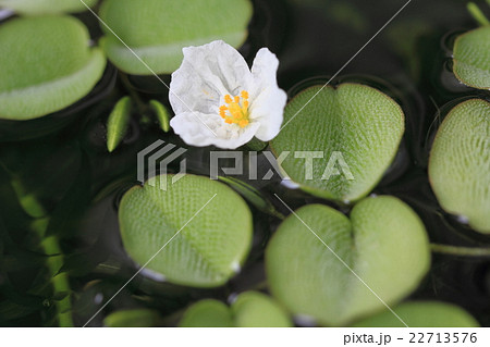 朝日を浴びて生き生きとした白色の水草の花 アナカリス と浮き草 サンショウモ の写真素材