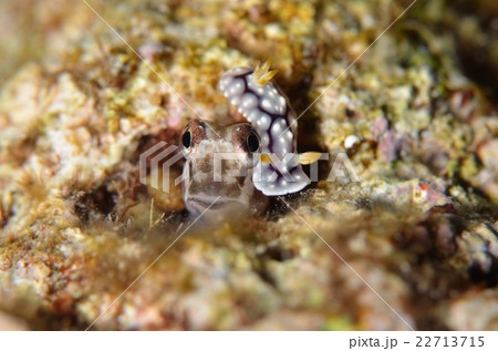 イシガキカエルウオとウミウシ イシガキカエルウオとウミウシ 22713715