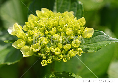 アジサイ（紫陽花） 22713731