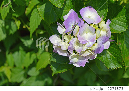 アジサイ（紫陽花） 22713734