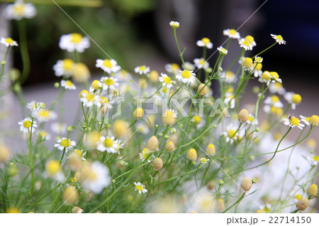 カモミール 22714150